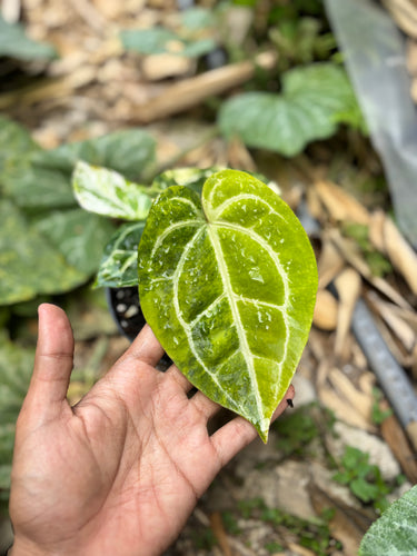 Ps10-51 Anthurium Forgetii Aus x Carla Michelle Variegated