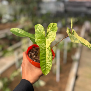 Philodendron Jennifer Variegated