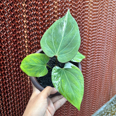Anthurium KOS White Variegated