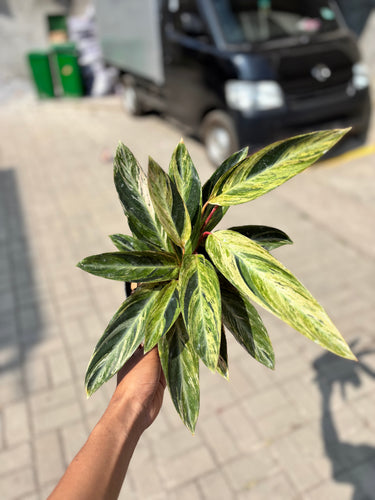 Calathea Magicstar Variegated - Plantstop.us