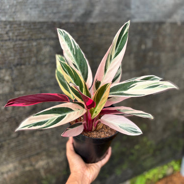 Calathea Triostar Variegated