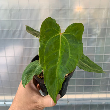 Anthurium Portilae x Forgetii Blister Variegated