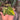 Anthurium Clarinervium Variegated