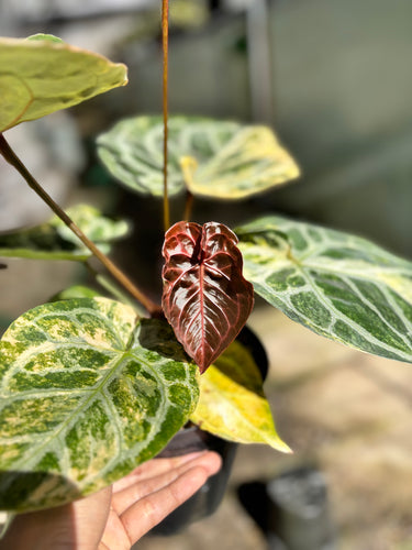 Anthurium Silver Chrome x Red Tiger Variegated