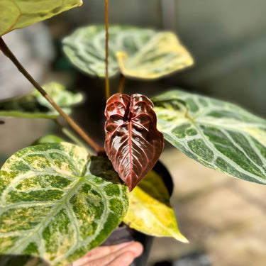 Anthurium Silver Chrome x Red Tiger Variegated