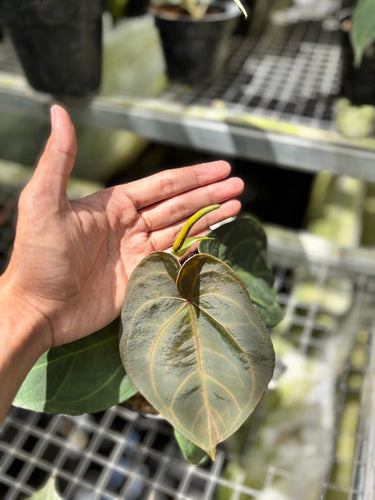 PS0936 Anthurium KOS x RC