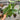 Syngonium Mottled - Mojito