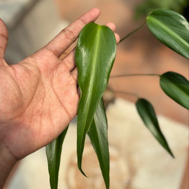 Monstera Burlemarx Flame