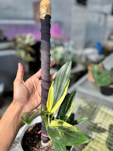 Ps10-26 Monstera Standleyana Aure Variegated - 2 Plant