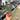 PS0914 Anthurium Clarinervium x Papillilaminum