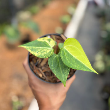 Anthurium Sweet Love Variegated