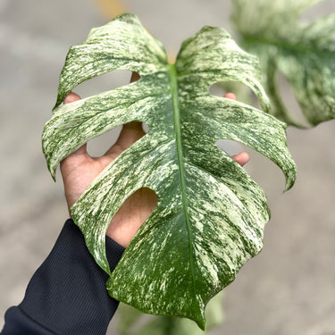 Monstera Java Sport