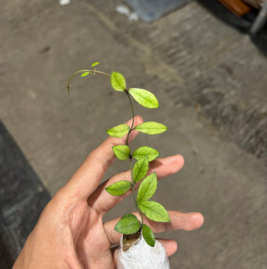 Hoya Sp Mini Coin Variegated