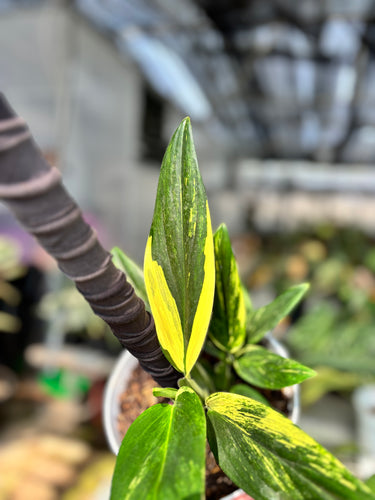 Ps10-26 Monstera Standleyana Aure Variegated - 2 Plant