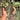 Ps10-07 Anthurium Forgetii Narrow