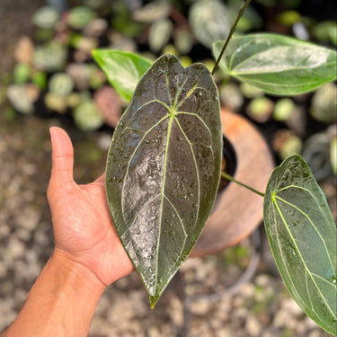 Ps10-07 Anthurium Forgetii Narrow