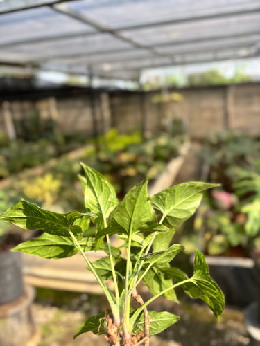 Syngonium Red Spot Tricolor