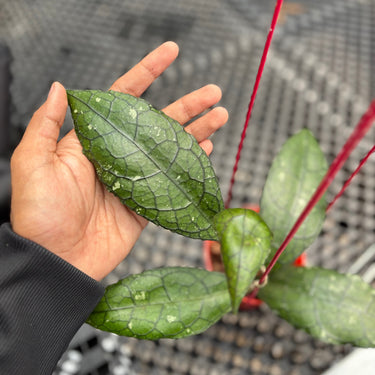 Hoya Clemensiorum Jurassica - A hand holding a green leafy plant with glossy, textured leaves and thin red stems, photographed over a gray metal mesh surface.