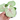 Syngonium allusion mango