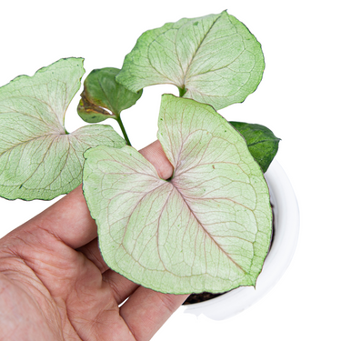Syngonium allusion mango