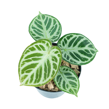 Anthurium silver blush