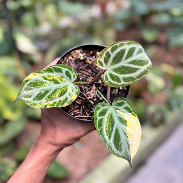 Anthurium Silver Tiger Variegated