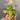 A close-up of a small green plant with variegated light green and yellow leaves being held in a person's hand, with a blurred outdoor ground background.