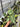 PS0933 Anthurium Silver ButterFly - Mature