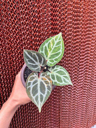 Anthurium King Of Spades x Red Crystal Variegated