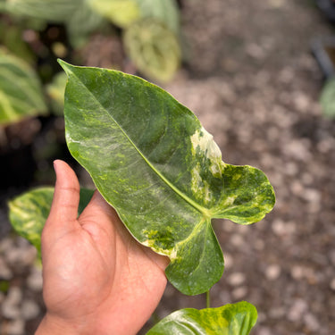 Anthurium Veitchii Variegated
