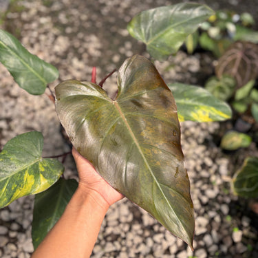Philodendron Dark Lord Variegated