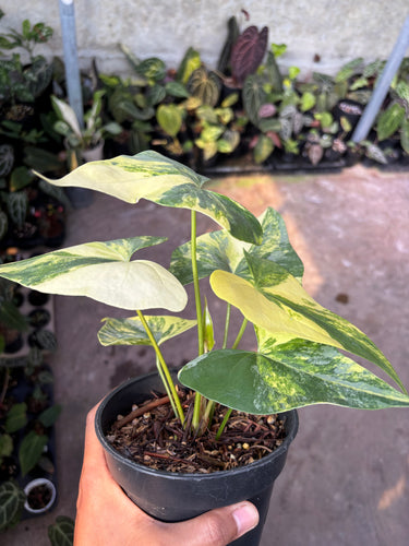 Anthurium Pterodactyl aurea variegated