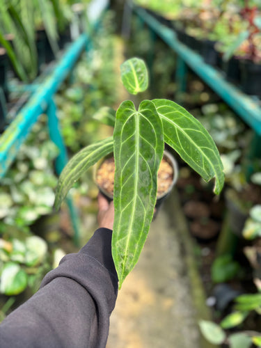 Anthurium Warocqueanum - Medium size - Plantstop.us