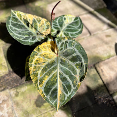 Anthurium Silver Chrome x Red Tiger Variegated