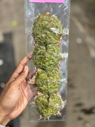 Hoya Imbricata Splash