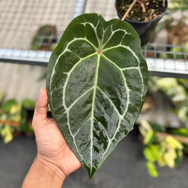 Anthurium Forgertii x (Tortoise Grey x Michelle)