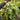 Platycerium Hillii Panama - Medium