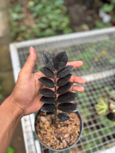 Zamioculcas Zamiifolia Black ( Zz Plant )