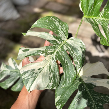 Monstera Albo White Tiger