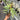 Rhaphidophora Tetrasperma White Monster Variegated