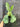 Platycerium elephantotis - Mature size