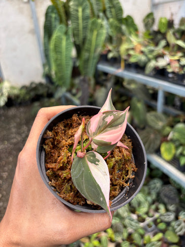 Philodendron Micans Pink Variegated