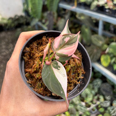 Philodendron Micans Pink Variegated