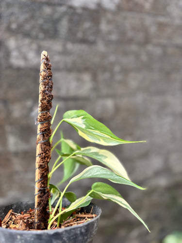 Philodendron Cream Splash