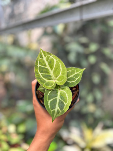 Anthurium Magnificum Variegated x Red Tiger