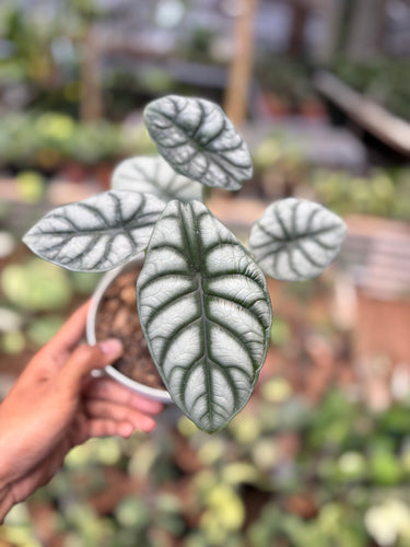 Alocasia Silver Dragon