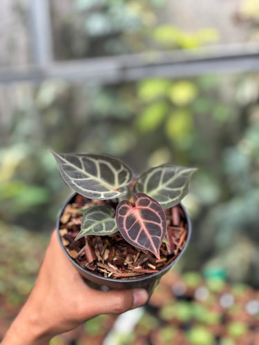 Anthurium Red Tiger - Self