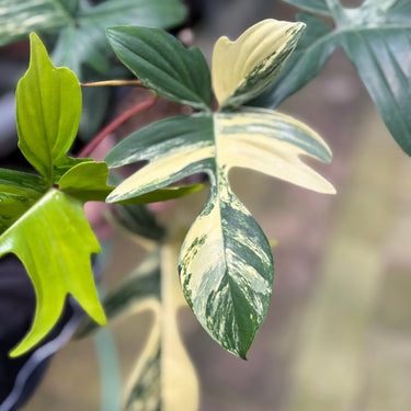 PS0921 Philodendron Florida Beauty - Mature