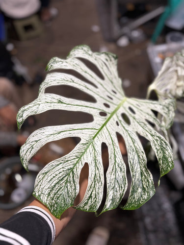 Monstera Devil Monster