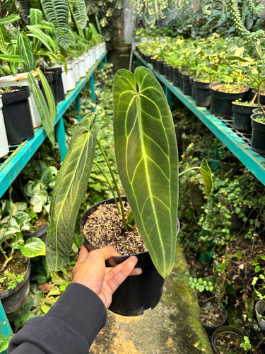Anthurium Warocqueanum - Mature size - Plantstop.us